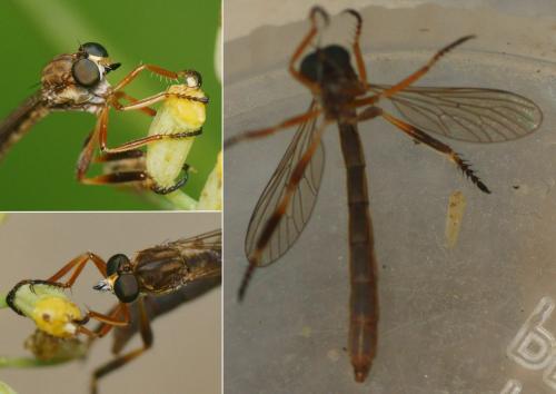 Leptogaster sp.